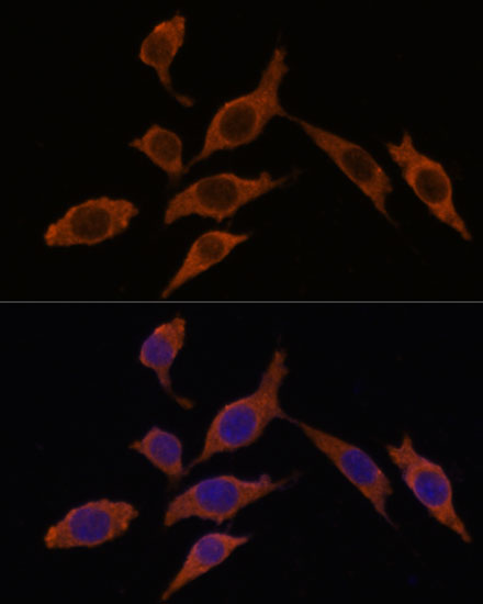 Anti-INMT Antibody (CAB14391)