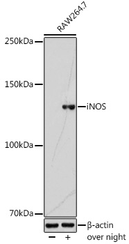 Anti-iNOS Antibody (CAB0312)