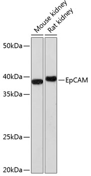 Anti-EpCAM Antibody
