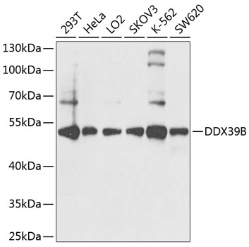 Anti-DDX39B Polyclonal Antibody (CAB8356)