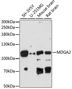Anti-MDGA2 Antibody (CAB14969)