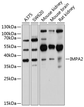 Anti-IMPA2 Antibody (CAB10371)