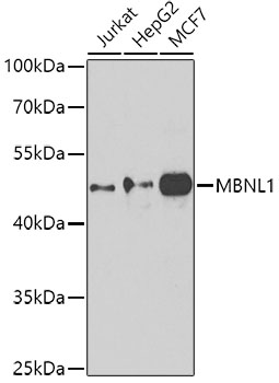 Anti-MBNL1 Polyclonal Antibody (CAB8054)