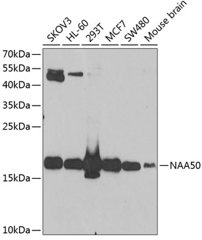 Anti-NAA50 Antibody (CAB7387)