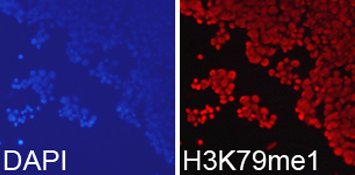 Anti-MonoMethyl-Histone H3-K79 Antibody (CAB2367)