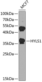 Anti-HYLS1 Polyclonal Antibody (CAB8285)