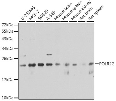 Anti-POLR2G Antibody (CAB6838)