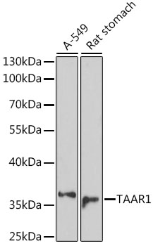 Anti-TAAR1 Antibody (CAB16166)