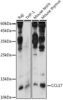 Western blot analysis of extracts of various cell lines, using CCL17 antibody at 1:1000 dilution. Secondary antibody: HRP Goat Anti-Rabbit IgG (H+L) at 1:10000 dilution. Lysates/proteins: 25ug per lane. Blocking buffer: 3% nonfat dry milk in TBST. Detection: ECL Enhanced Kit. Exposure time: 180s.