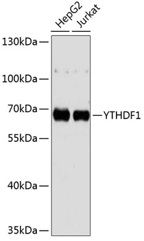 Anti-YTHDF1 Antibody (CAB13260)