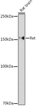 Western blot analysis of extracts of Rat brain, using Ret antibody at 1:1000 dilution. Secondary antibody: HRP Goat Anti-Rabbit IgG (H+L) at 1:10000 dilution. Lysates/proteins: 25ug per lane. Blocking buffer: 3% nonfat dry milk in TBST. Detection: ECL Enhanced Kit. Exposure time: 180s.