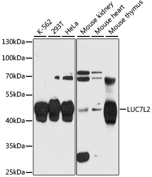 Anti-LUC7L2 Antibody (CAB13096)