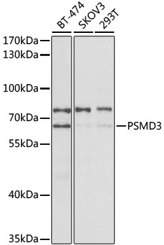 Anti-PSMD3 Antibody (CAB2790)