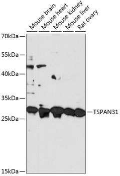 Anti-TSPAN31 Antibody (CAB14256)
