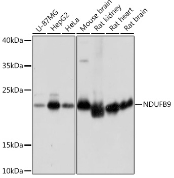 Anti-NDUFB9 Antibody (CAB17454)