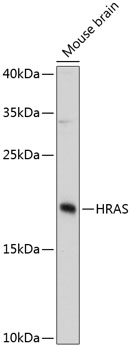 Anti-HRAS Antibody (CAB12212)