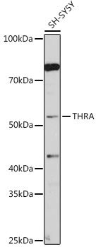 Anti-THRA Antibody (CAB5592)