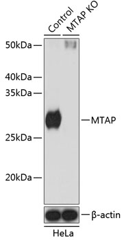 Anti-MTAP Antibody [KO Validated] (CAB19981)