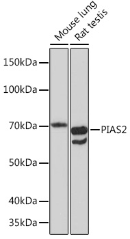 Anti-PIAS2 Antibody (CAB5203)