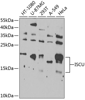 Anti-ISCU Antibody (CAB7082)