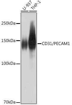 Anti-CD31/PECAM1 Rabbit Monoclonal Antibody (CAB18643)