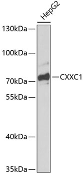 Anti-CXXC1 Antibody (CAB13424)