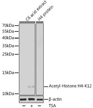 Anti-Acetyl-Histone H4-K12 Antibody (CAB14227)