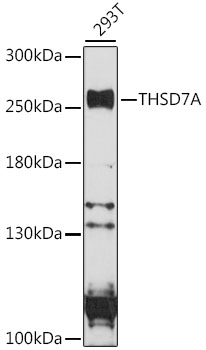 Anti-THSD7A Antibody (CAB16610)