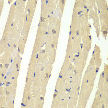 Anti-HAUSP / USP7 Antibody (CAB13564)