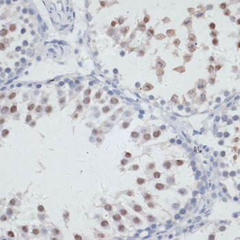 Anti-NOL3 Antibody (CAB6319)