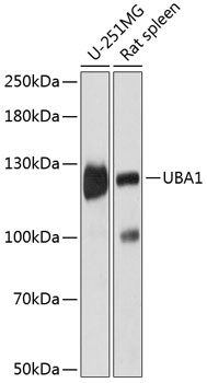 Anti-UBA1 Antibody (CAB12359)