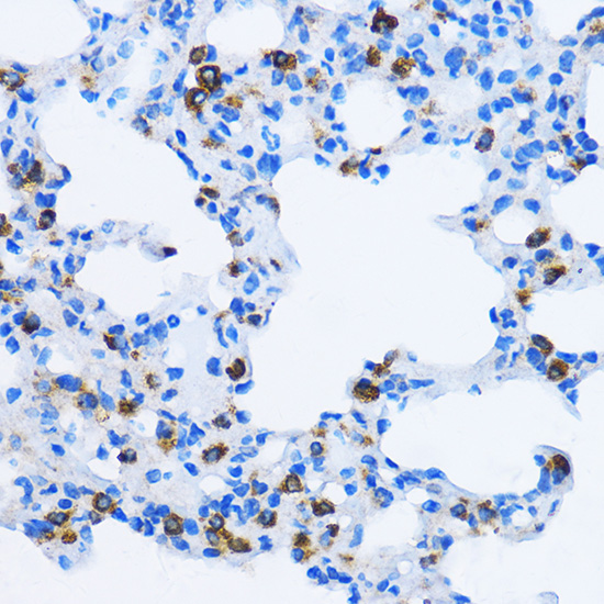 Anti-EEA1 Antibody (CAB0592)