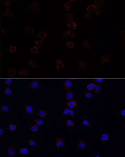 Anti-SIGLEC3/CD33 Antibody (CAB2059)