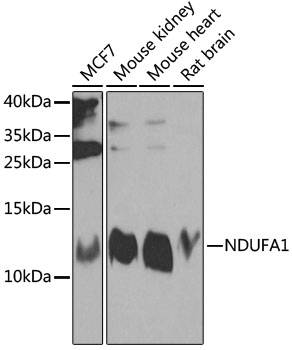 Anti-NDUFA1 Polyclonal Antibody (CAB8326)