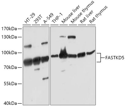 Anti-FASTKD5 Antibody (CAB17747)