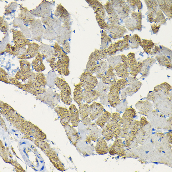 Anti-HSPB8 Antibody (CAB2514)