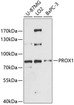 Anti-PROX1 Antibody (CAB13042)