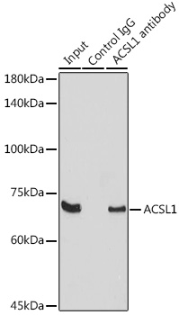 Anti-ACSL1 Antibody (CAB16253)