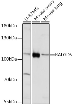 Anti-RALGDS Antibody (CAB17963)