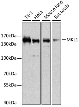 Anti-MKL1 Polyclonal Antibody (CAB8504)