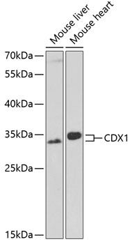 Anti-CDX1 Antibody (CAB5712)