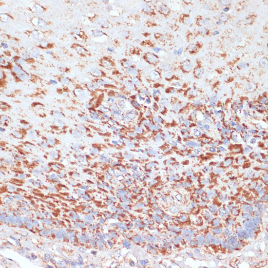 Anti-MRPL46 Antibody (CAB15428)