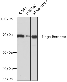 Anti-Nogo Receptor Antibody (CAB3952)