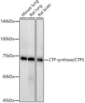 Western blot analysis of extracts of various cell lines, using CTP synthase/CTPS antibody at 1:500 dilution. Secondary antibody: HRP Goat Anti-Rabbit IgG (H+L) at 1:10000 dilution. Lysates/proteins: 25ug per lane. Blocking buffer: 3% nonfat dry milk in TBST. Detection: ECL Basic Kit. Exposure time: 90s.