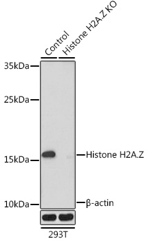 Anti-Histone H2A.Z Antibody [KO Validated] (CAB6614)