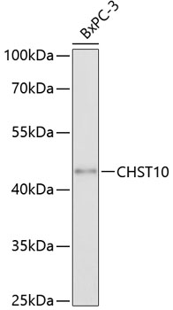 Anti-CHST10 Antibody (CAB4307)