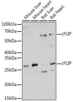 Anti-cFLIP Antibody (CAB2555)