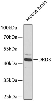 Anti-DRD3 Antibody (CAB1556)