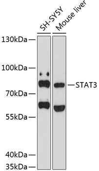 Anti-STAT3 Antibody (CAB11216)