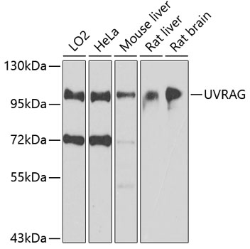 Anti-UVRAG Polyclonal Antibody (CAB8462)